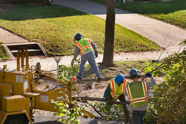 Best Tree Risk Assessment  in USA